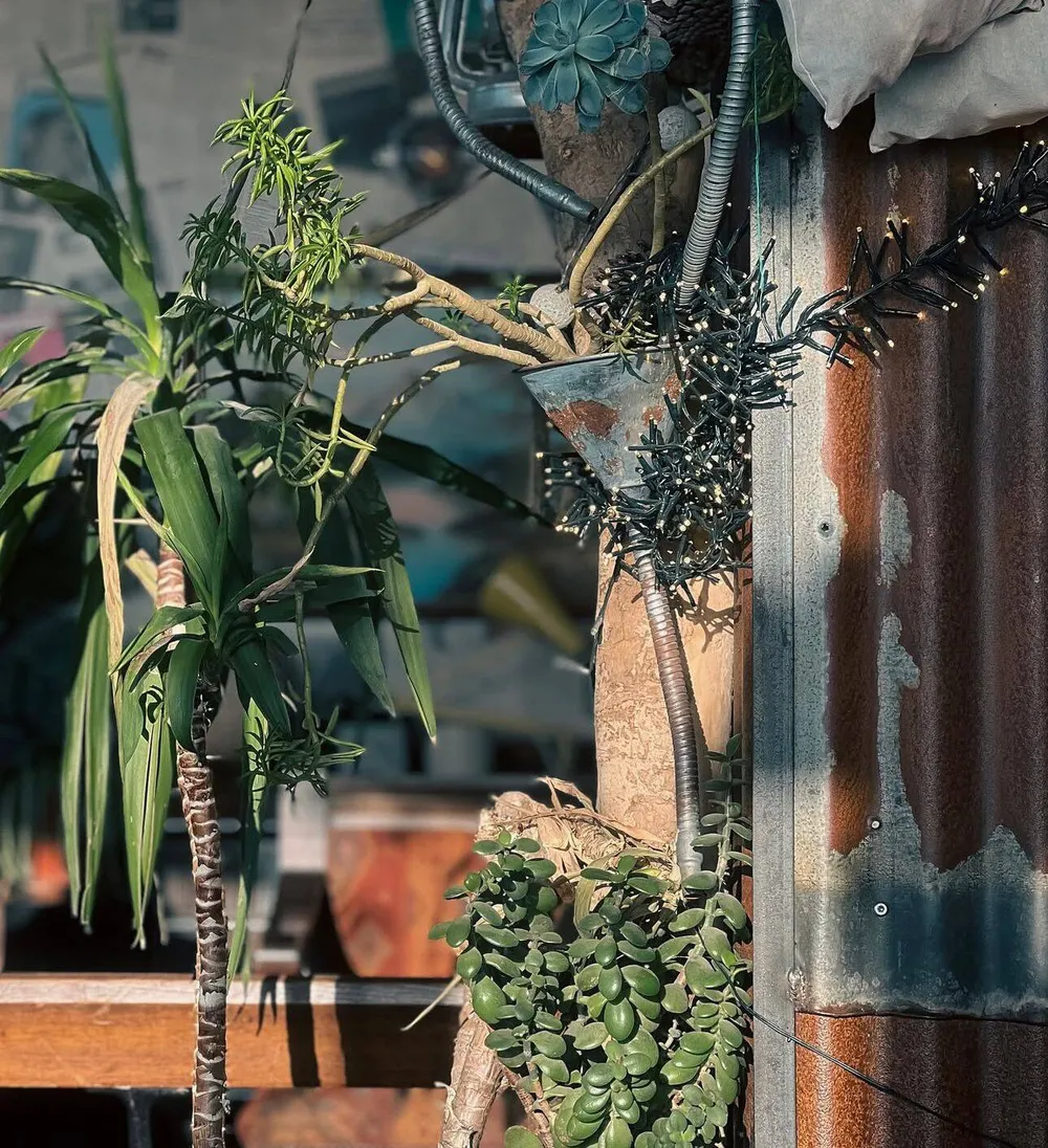 Hanging plants against the corrugated metal frame of the terrace